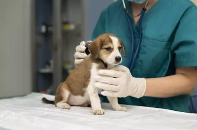 VetCare Przychodnia Weterynaryjna